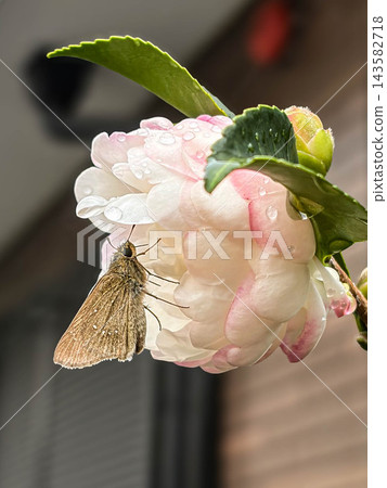 一隻弄蝶停在牡丹花上。 一隻弄蝶停在牡丹花上。 143582718