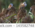 Male Bearded Reedlings among reed heads 143582748