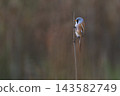 Male Bearded Tit clinging to reed 143582749
