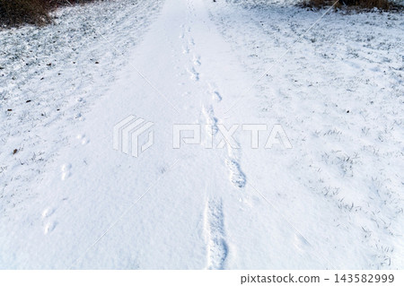 Snowy forest path with single human footprints 143582999