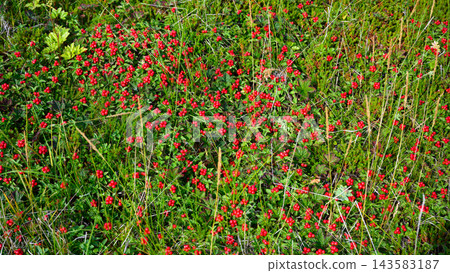 Close up of wild red berries growing in green vegetation in Karelia, Russia. Top view of fresh forest fruit and grass. Natural botanical background texture 143583187