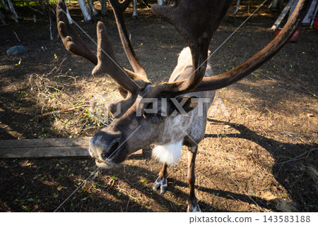 Close up portrait of a curious reindeer with large velvety antlers looking at the camera in Karelia, Russia. Funny wide angle face of a brown deer in a dirt enclosure 143583188