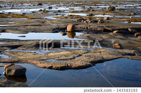 Close up of rocky coastal terrain at low tide in White Sea, Russia. Textured bedrock with shallow water pools and scattered stones. Geological nature background 143583193
