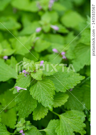 Closeup on the purple flowering Purple deadnettle wildflower, Lamium purpureum in the garden Closeup on the purple flowering Purple deadnettle wildflower, Lamium purpureum in the garden 143583567