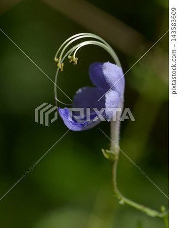 蕕 蕕 143583609