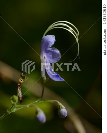 蕕 蕕 143583610