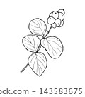 Vector illustration of a snowberry sprig with berries and leaves. Line drawing of a snowberry plant. 143583675