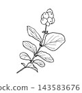 Vector illustration of a snowberry sprig with berries and leaves. Line drawing of a snowberry plant. 143583676
