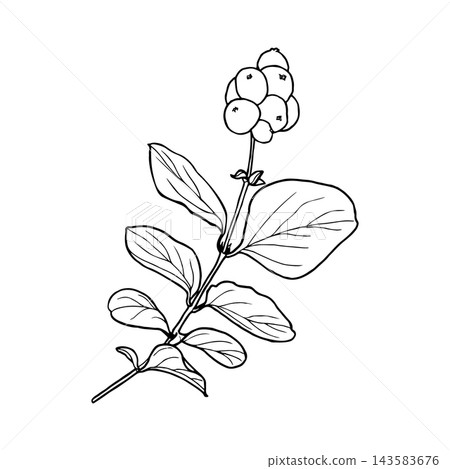 Vector illustration of a snowberry sprig with berries and leaves. Line drawing of a snowberry plant. Vector illustration of a snowberry sprig with berries and leaves. Line drawing of a snowberry plant. 143583676