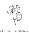 Vector line art of a snowberry plant for coloring, card design, packaging, and printed materials. Free of color, shadows, and additional objects. 143583677