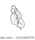 Vector line art of a snowberry plant for coloring, card design, packaging, and printed materials. Free of color, shadows, and additional objects. 143583678