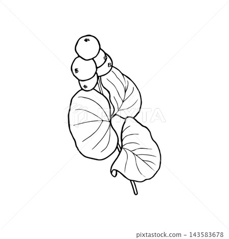Vector line art of a snowberry plant for coloring, card design, packaging, and printed materials. Free of color, shadows, and additional objects. Vector line art of a snowberry plant for coloring, card design, packaging, and printed materials. Free of color, shadows, and additional objects. 143583678