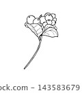 Illustration of snowberry branch with berries. Merry Christmas and Happy New Year plant. 143583679