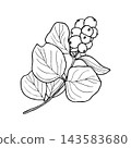 Illustration of snowberry branch with berries. Merry Christmas and Happy New Year plant. 143583680