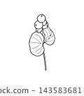 Vector illustration of a snowberry sprig with berries and leaves. Line drawing of a snowberry plant. 143583681