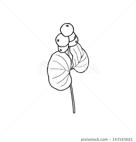 Vector illustration of a snowberry sprig with berries and leaves. Line drawing of a snowberry plant. Vector illustration of a snowberry sprig with berries and leaves. Line drawing of a snowberry plant. 143583681