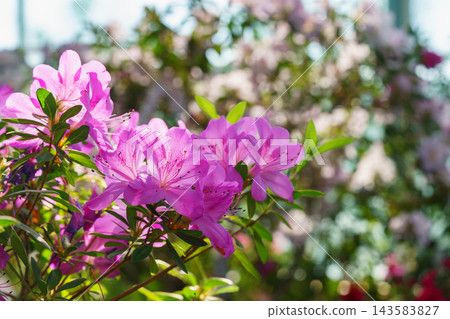 Pink Azalea Ericaceae Rhododendron indicum flower in garden, greenhouse on green foliage background Pink Azalea Ericaceae Rhododendron indicum flower in garden, greenhouse on green foliage background 143583827