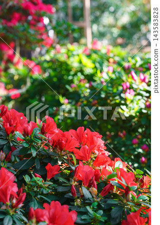 Red Azalea Ericaceae Rhododendron indicum flowers in garden, greenhouse on green foliage background Red Azalea Ericaceae Rhododendron indicum flowers in garden, greenhouse on green foliage background 143583828