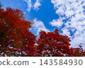 鮮紅的楓葉在藍天白雲的襯托下格外醒目。 143584930