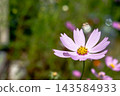淡粉紅色的波斯菊在綠色的散景背景下盛開。 143584933