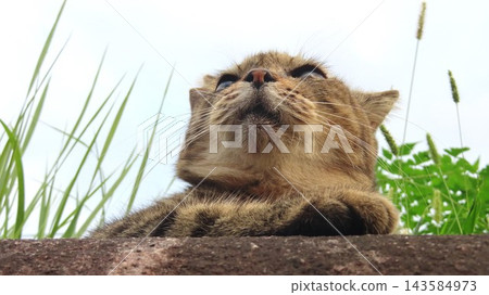A cute cat relaxing and gazing into the distance. A cute cat relaxing and gazing into the distance. 143584973