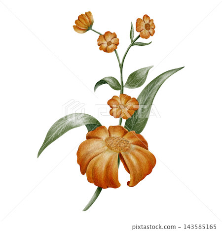 Hand Painted Watercolor Cozy Autumn Library with Vintage Orange Marigold Flower Dark Academia Clipart PNG Hand Painted Watercolor Cozy Autumn Library with Vintage Orange Marigold Flower Dark Academia Clipart PNG 143585165