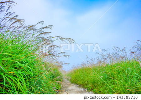 A grassland scene capturing the beautiful golden plumes of pampas grass in the Hakone Sengokuhara Plateau in autumn, with a walking path stretching into the morning mist under a blue sky. A grassland scene capturing the beautiful golden plumes of pampas grass in the Hakone Sengokuhara Plateau in autumn, with a walking path stretching into the morning mist under a blue sky. 143585716