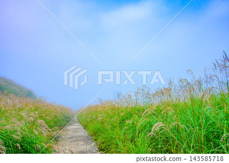 A grassland scene capturing the beautiful golden plumes of pampas grass in the Hakone Sengokuhara Plateau in autumn, with a walking path stretching into the morning mist under a blue sky. A grassland scene capturing the beautiful golden plumes of pampas grass in the Hakone Sengokuhara Plateau in autumn, with a walking path stretching into the morning mist under a blue sky. 143585718