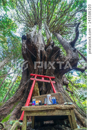 青森郡神秘巨樹:十二枝八字樹 青森郡神秘巨樹:十二枝八字樹 143586103
