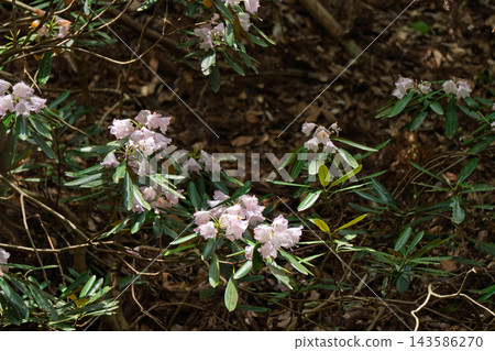 Photographing the Rhododendron colony in Kamakakeya, Hino-cho, Gamo-gun, Shiga Prefecture Photographing the Rhododendron colony in Kamakakeya, Hino-cho, Gamo-gun, Shiga Prefecture 143586270