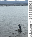 琵琶湖，是野生鳥類休憩歇息的地方。 143586508
