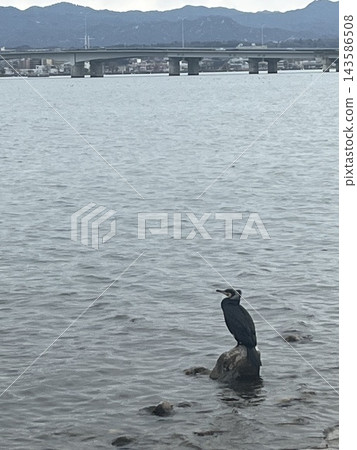 琵琶湖，是野生鳥類休憩歇息的地方。 143586508