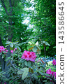 Rhododendron 143586645