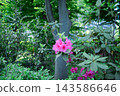 Rhododendron 143586646