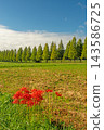 Metasequoia trees lining the streets of Takashima City, Shiga Prefecture, and spider lilies blooming in the rice fields after the harvest. 143586725