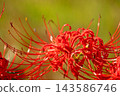 red spider lily 143586746