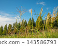 Pampas grass and metasequoia trees stand out against the blue sky. 143586793