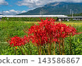 The Tokaido Shinkansen N700S runs through a field of fully bloomed spider lilies at the foot of Mount Ibuki. 143586867