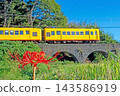 A yellow train on the Sangi Railway Hokusei Line passes over the Meganebashi bridge, surrounded by red spider lilies. 143586919