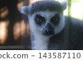 Close-up of a ring-tailed lemur at Izu Shaboten Animal Park 143587110
