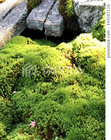 苔蘚和秋天的落葉 苔蘚和秋天的落葉 143587119