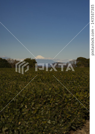 Tea fields in Makinohara City and snow-covered Mount Fuji Tea fields in Makinohara City and snow-covered Mount Fuji 143587385