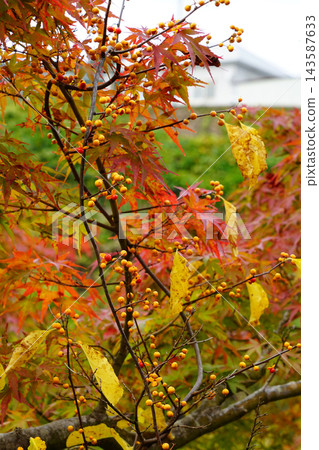 中野紅葉山紅葉 中野紅葉山紅葉 143587633