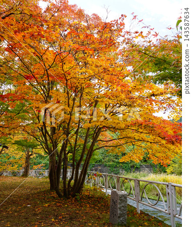 中野紅葉山紅葉 中野紅葉山紅葉 143587634
