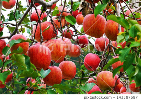 中野紅葉山紅葉 中野紅葉山紅葉 143587687