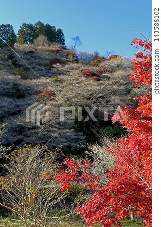 Kohara Shikizakura(秋葉)櫻花(愛知縣) Kohara Shikizakura(秋葉)櫻花(愛知縣) 143588102