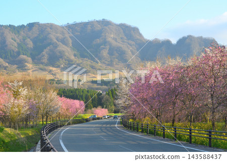 櫻花之路 櫻花之路 143588437