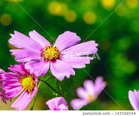 盛開的粉紅色波斯菊 盛開的粉紅色波斯菊 143588544