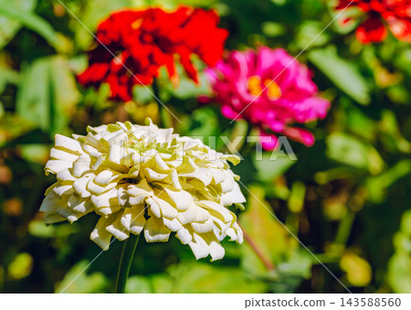 White zinnia flowers are in bloom. White zinnia flowers are in bloom. 143588560