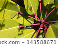 New shoots of Japanese laurel 143588671
